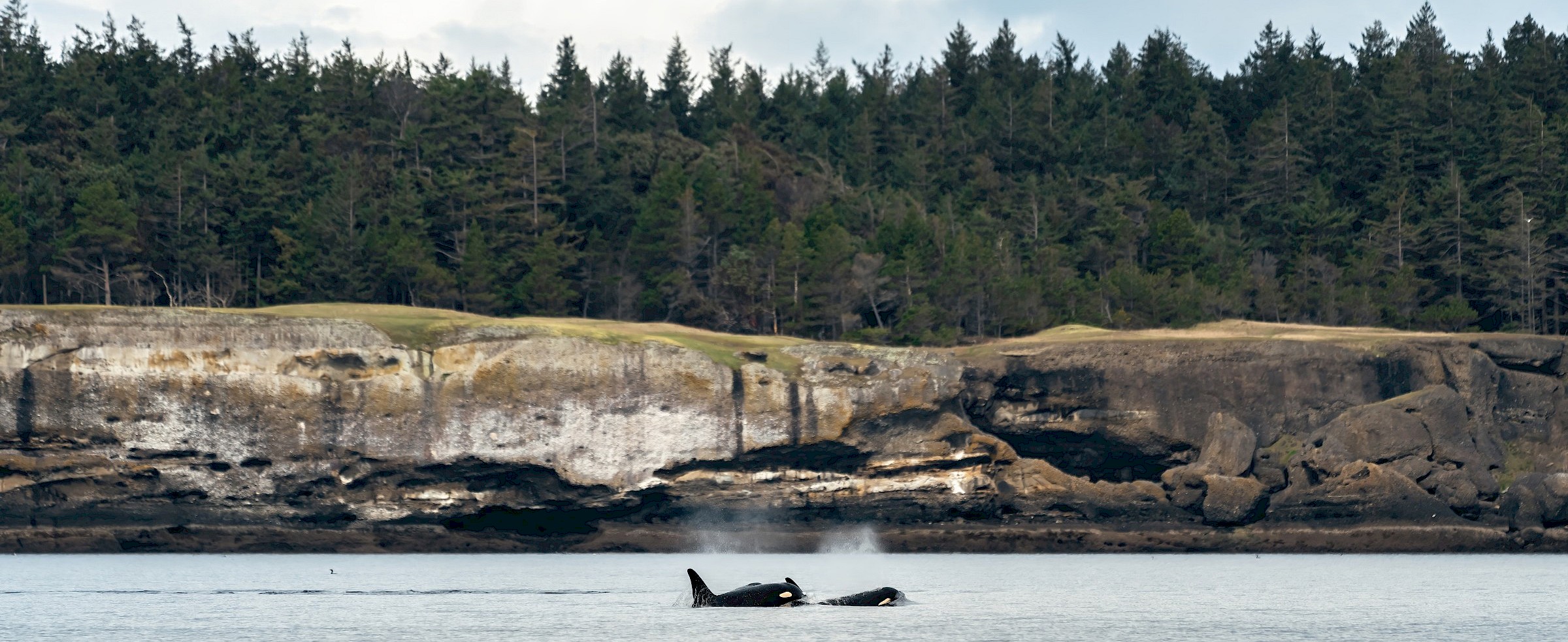 Comox Valley whale watching