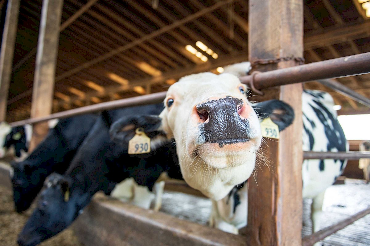 Cow at a dairy farm