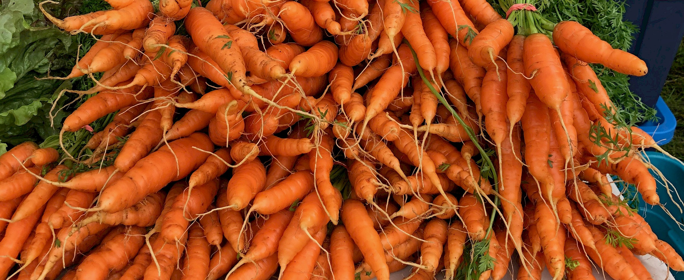 Carrots from Amara Farm