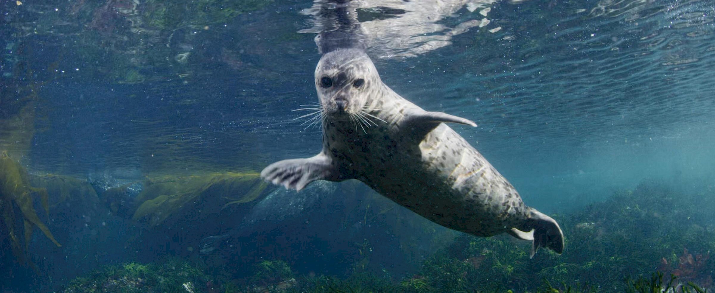 Watching a seal while diving.